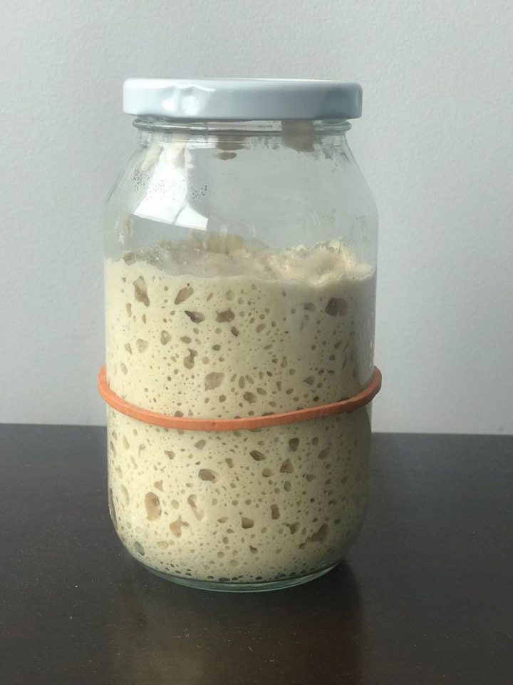 whole wheat starter doubled in size